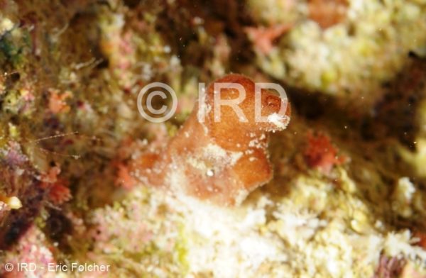 Siphonochalina sp - (2754) - Tuamotu - Hao