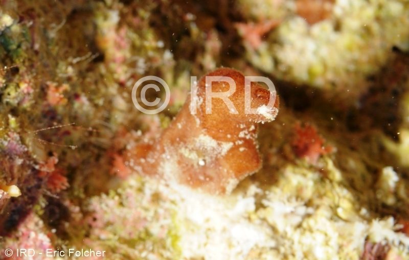 Siphonochalina sp - (2754) - Tuamotu - Hao