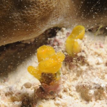 Siphonodictyon sp - (4700) - Societe - Raiatea