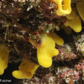 Siphonodictyon sp - (4700) - Tuamotu - Tikehau