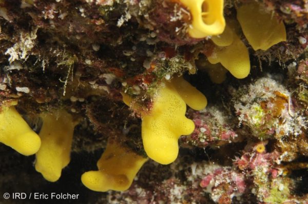 Siphonodictyon sp - (4700) - Tuamotu - Tikehau