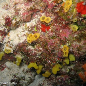 Siphonodictyon sp - (4700) - Tuamotu - Tikehau