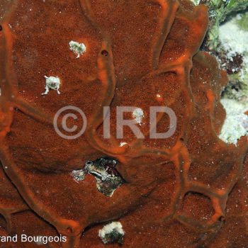 Spheciospongia potamophera (4844) - Tuamotu - Fakarava