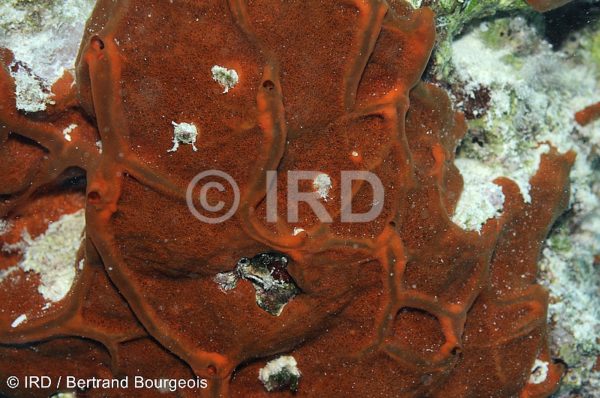 Spheciospongia potamophera (4844) - Tuamotu - Fakarava