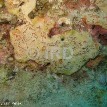 Spheciospongia sp (4878) - Societe - Tahiti