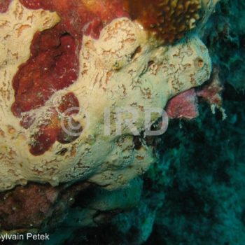 Spheciospongia sp (4878) - Societe - Tahiti