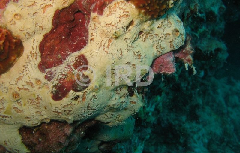 Spheciospongia sp (4878) - Societe - Tahiti