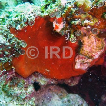 Spirastrella sp (3137) - Tuamotu - Hao