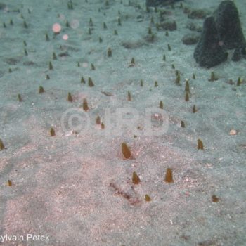 Spirastrella sp (4689) - Marquises - Ua Pou