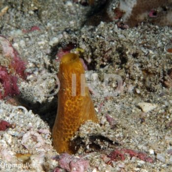 Spirastrella sp (4689) - Marquises - Ua Pou