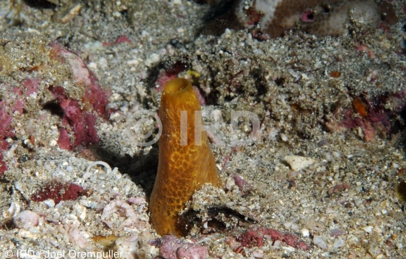 Spirastrella sp (4689) - Marquises - Ua Pou