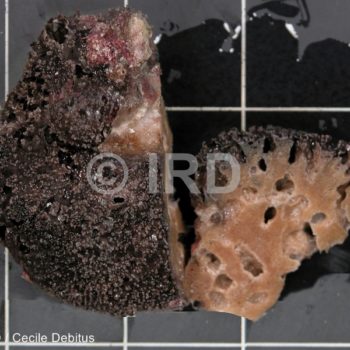 Spongia sp (1983) - Tuamotu - Makemo