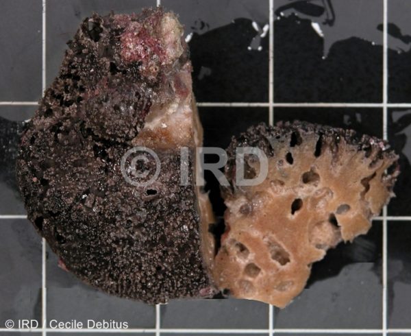 Spongia sp (1983) - Tuamotu - Makemo