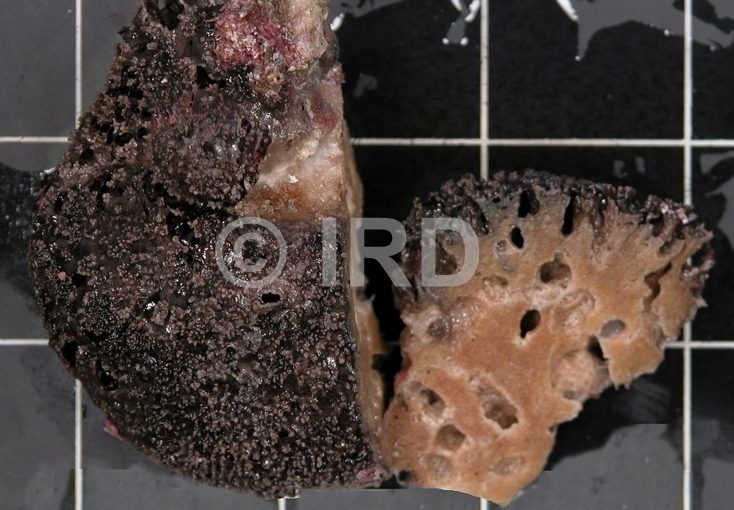 Spongia sp (1983) - Tuamotu - Makemo