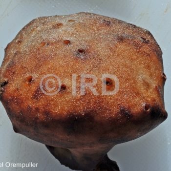 Spongia (spongia) sp (4763) - Societe - Tahaa