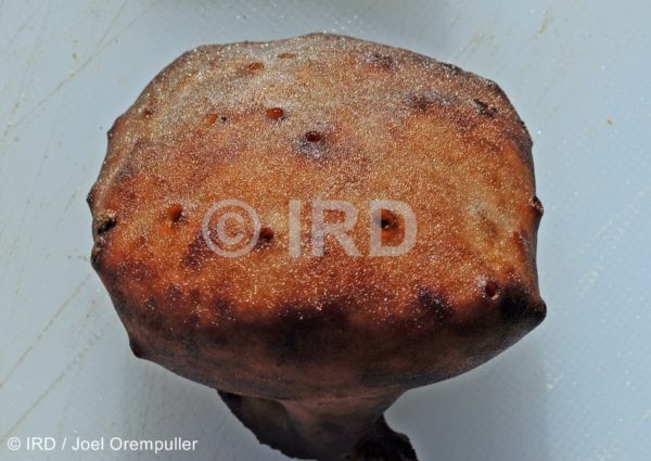 Spongia (spongia) sp (4763) - Societe - Tahaa