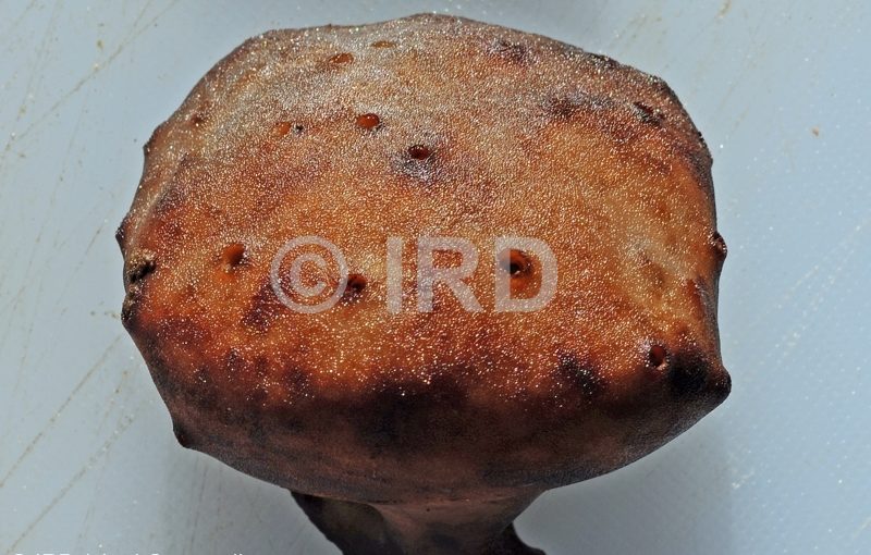 Spongia (spongia) sp (4763) - Societe - Tahaa