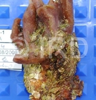 Spongosorites sp (4762) - Societe - Tahaa