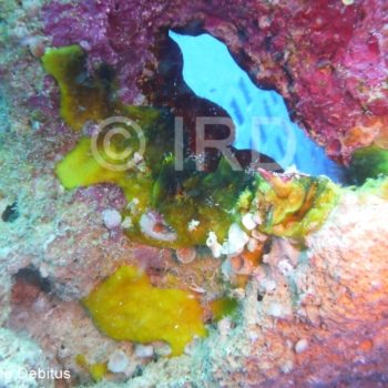 Spongosorites sp - (4889) - Australes - Rurutu