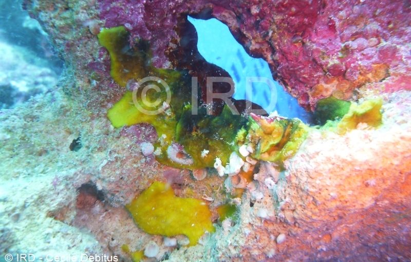 Spongosorites sp - (4889) - Australes - Rurutu