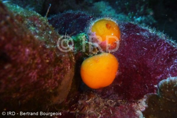 Strongylacidon sp - (2535) - Tuamotu - Raroia