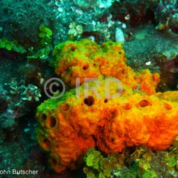 Stylissa flabelliformis - Societe - Tahiti