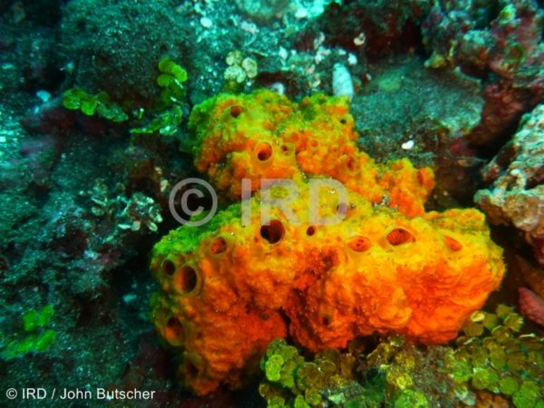 Stylissa flabelliformis - Societe - Tahiti