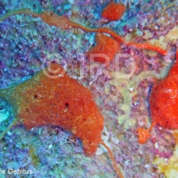 Stylissa sp - (4884) - Australes - Rurutu