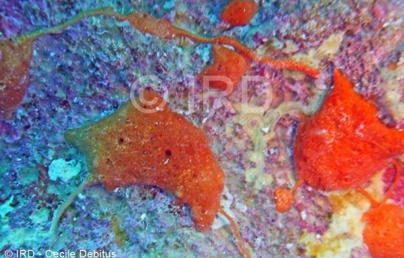 Stylissa sp - (4884) - Australes - Rurutu