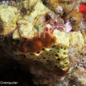 Suberea ianthelliformis - (0012) - Marquises - Nuku Hiva