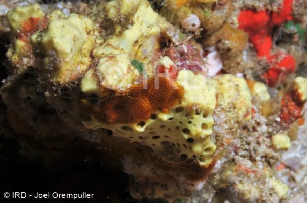 Suberea ianthelliformis - (0012) - Marquises - Nuku Hiva