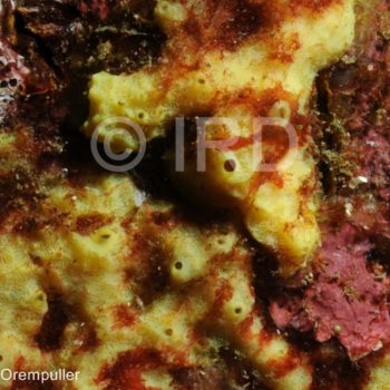 Suberea sp - (2093) - Marquises - Nuku Hiva