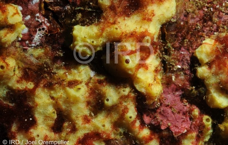 Suberea sp - (2093) - Marquises - Nuku Hiva