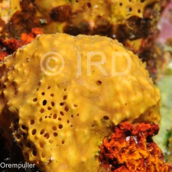 Suberea sp - (2121) - Societe - Tahaa