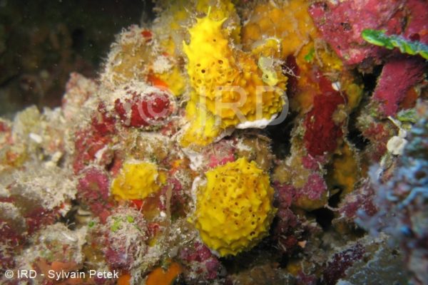 Suberea sp - (2121) - Tuamotu - Tikehau