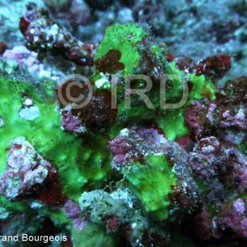 Suberea sp - (2872) - Societe - Mehetia