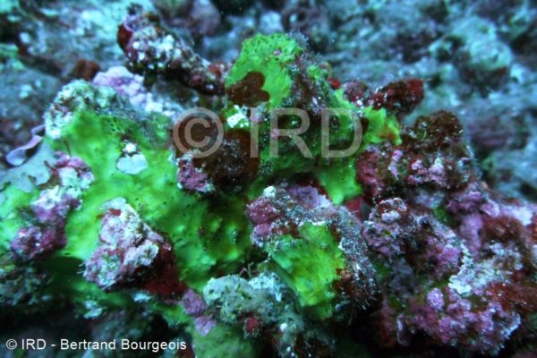 Suberea sp - (2872) - Societe - Mehetia