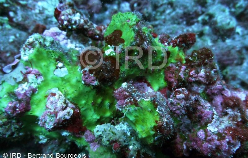 Suberea sp - (2872) - Societe - Mehetia