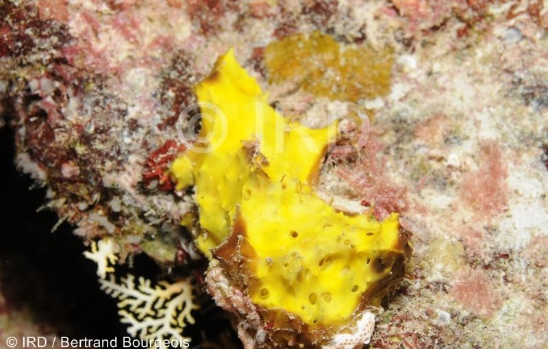 Suberea sp -(4728) - Tuamotu - Fakarava