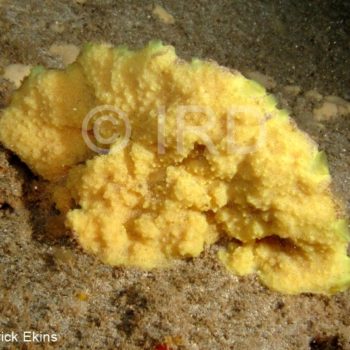 Suberea sp - (4883) - Societe - Tahiti