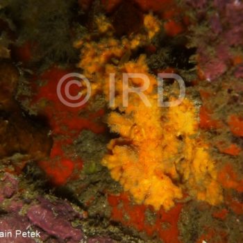 Suberites sp - (4882) - Marquises - Fatu Hiva