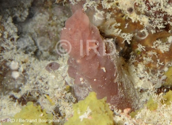 Svenzea sp - (4881) - Tuamotu - Rangiroa