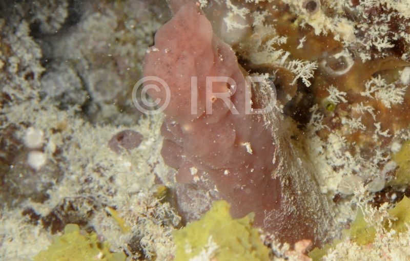 Svenzea sp - (4881) - Tuamotu - Rangiroa