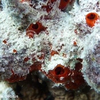 Tedania sp - (0985) - Gambiers