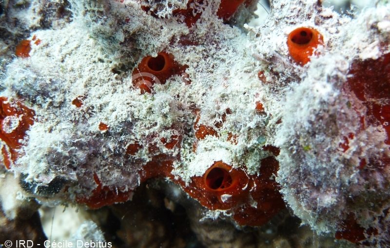 Tedania sp - (0985) - Gambiers