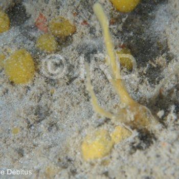 Tedania sp - (4874) - Societe - Tahiti