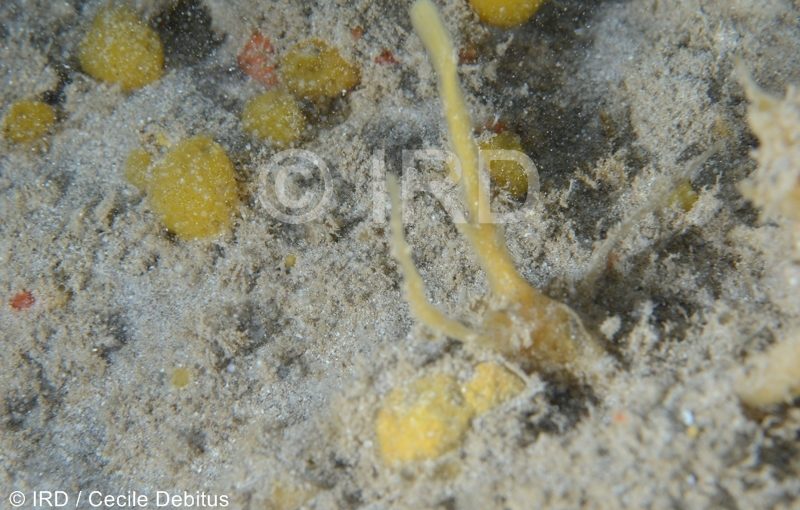 Tedania sp - (4874) - Societe - Tahiti