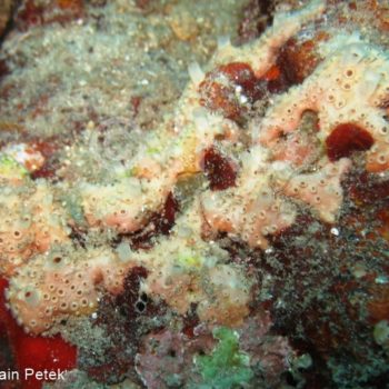 Tedania sp - (4876) - Societe - Tahiti