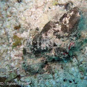 Thorecta sp (2075) - Tuamotu - Rangiroa