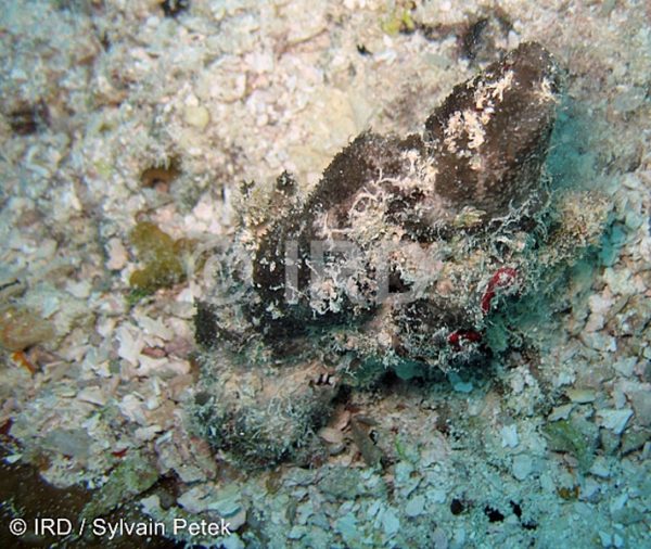 Thorecta sp (2075) - Tuamotu - Rangiroa